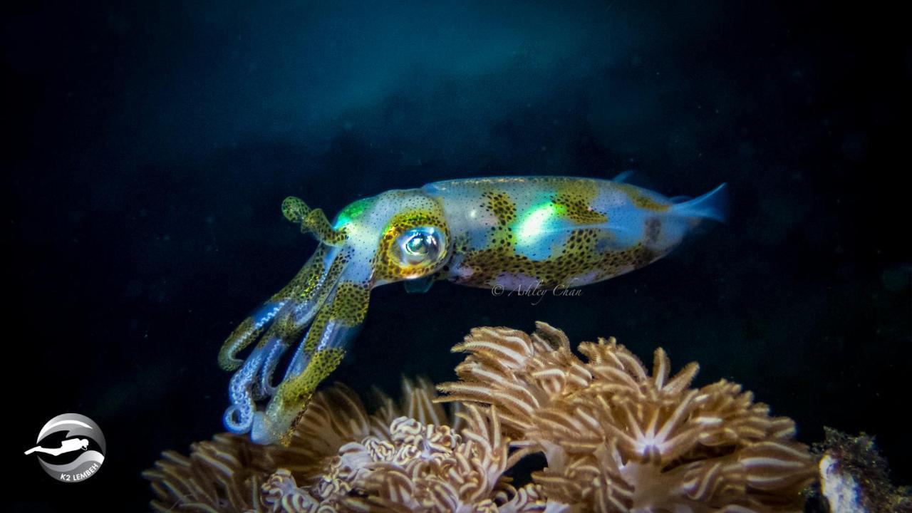 K2 Lembeh Dive Resort Bitung Exterior foto